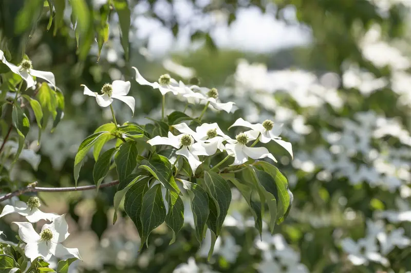 Cornus kousa 'Cappucino' ( syn. 'copacabana') 150-175   C25 - afbeelding 4