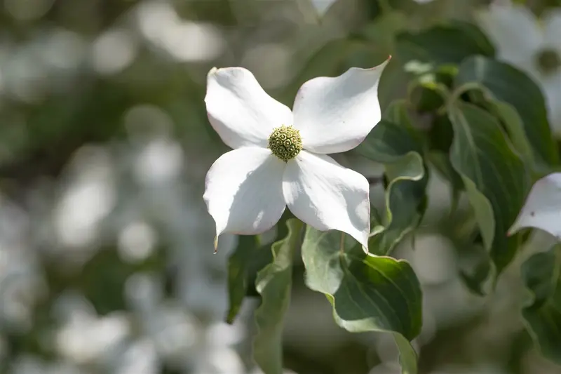 Cornus kousa 'Cappucino' ( syn. 'copacabana') 150-175   C25 - afbeelding 5
