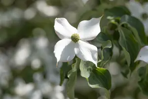 Cornus kousa 'Cappucino' ( syn. 'copacabana') 150-175   C25 - afbeelding 5
