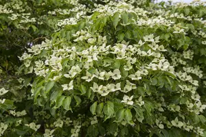 Cornus kousa 'China Girl' 175-200 C35