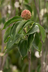 cornus kousa 'china girl' (200-250 cm) - afbeelding 3