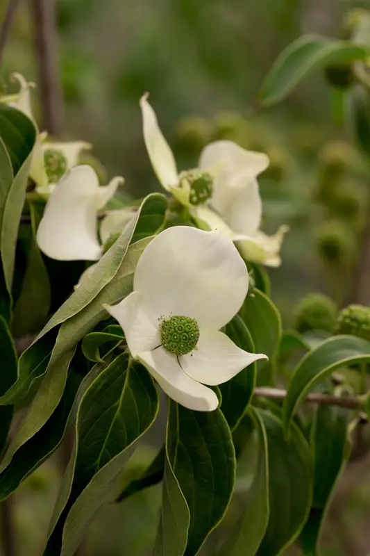 cornus kousa 'china girl' (200-250 cm) - afbeelding 4