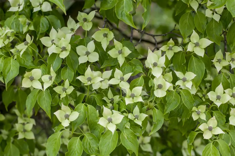cornus kousa 'china girl' (200-250 cm) - afbeelding 2