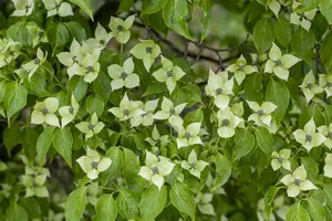 cornus kousa 'china girl' (200-250 cm) - afbeelding 2