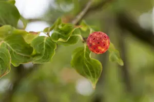 cornus kousa 'china girl' (200-250 cm) - afbeelding 5