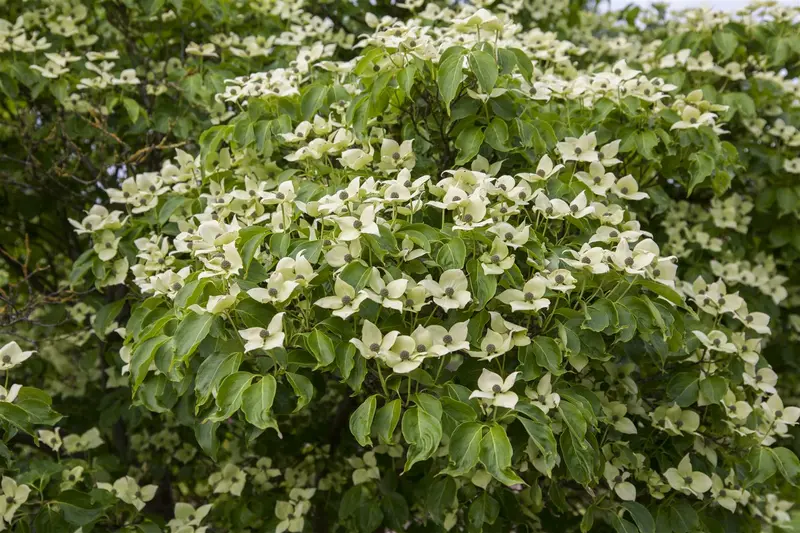 Cornus kousa 'China Girl' 250-300   C110 MRST - afbeelding 1