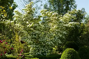 Cornus kousa 'Chinensis' 175-200   C35 MRST - afbeelding 3