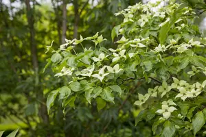 cornus kousa 'chinensis' (250-300 cm) - afbeelding 4