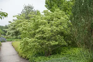 cornus kousa 'chinensis' (250-300 cm) - afbeelding 5
