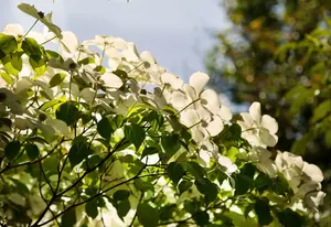 cornus kousa 'chinensis' (250-300 cm) - afbeelding 2