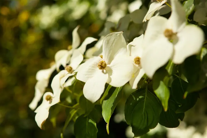 cornus kousa 'chinensis' (250-300 cm) - afbeelding 1