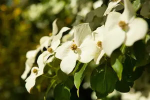 cornus kousa 'chinensis' (250-300 cm) - afbeelding 5