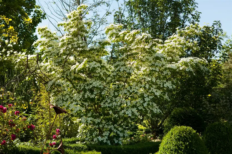 cornus kousa 'chinensis' (300-350 cm) - afbeelding 3