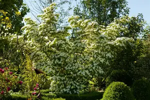 cornus kousa 'chinensis' (300-350 cm) - afbeelding 3