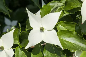 Cornus kousa 'Milky Way' 120-140   C25 - afbeelding 2