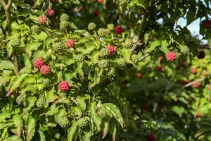 Cornus kousa 'Milky Way' 120-140   C25 - afbeelding 5