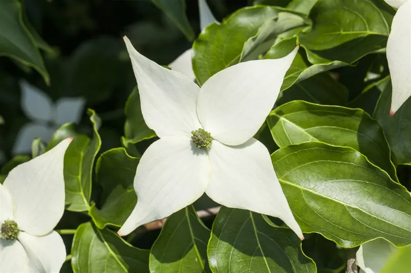 Cornus kousa 'Milky Way' 150-175   C25 - afbeelding 2