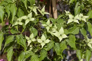 cornus kousa 'milky way' (175-200 cm) - afbeelding 5