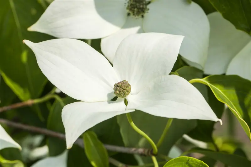 cornus kousa 'milky way' (175-200 cm) - afbeelding 3