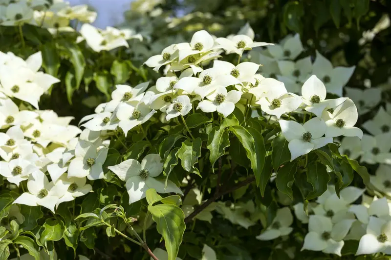 cornus kousa 'milky way' (175-200 cm) - afbeelding 4