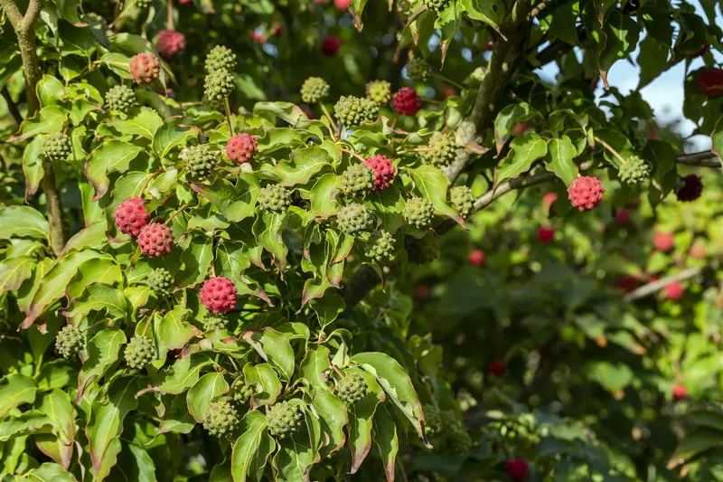 cornus kousa 'milky way' (175-200 cm) - afbeelding 5