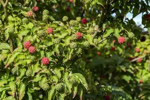 cornus kousa 'milky way' (175-200 cm) - afbeelding 5