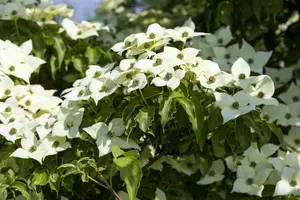 Cornus kousa 'Milky Way' 250-300   C90 MRST - afbeelding 4