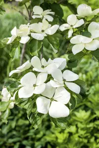 Cornus kousa 'Robert's Selectie' 100-125   C25