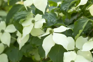 Cornus kousa 'Robert's Selectie' 100-125 C25 - afbeelding 3