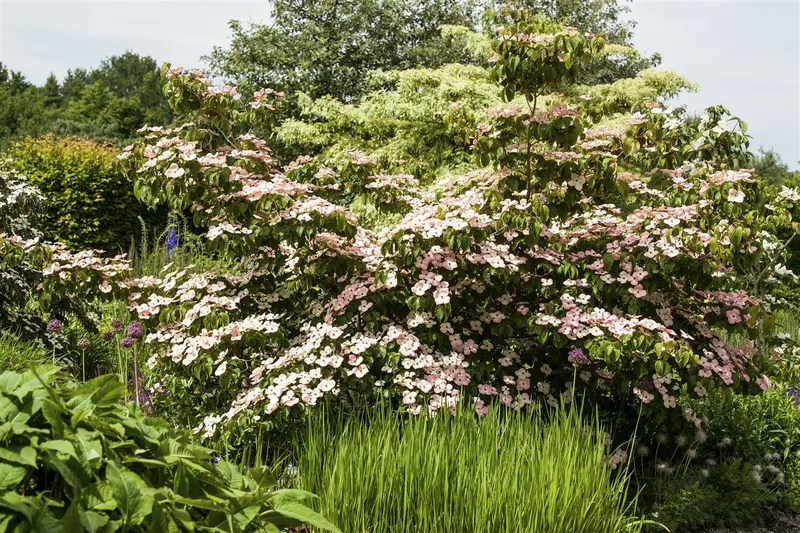 Cornus kousa 'Satomi' ('new red/rosabella') 150-175 C55 MRST - afbeelding 4