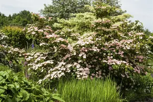 Cornus kousa 'Satomi' ('new red/rosabella') 150-175   C70 MRST - afbeelding 4