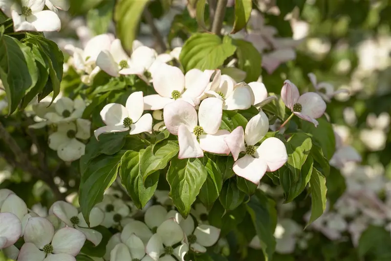 Cornus kousa 'Satomi' ('new red/rosabella') 150-175   C70 MRST - afbeelding 5
