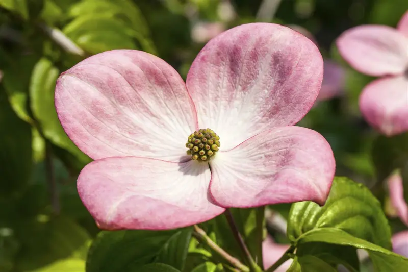 Cornus kousa 'Satomi' ('new red/rosabella') 30- 40   C4 - afbeelding 3