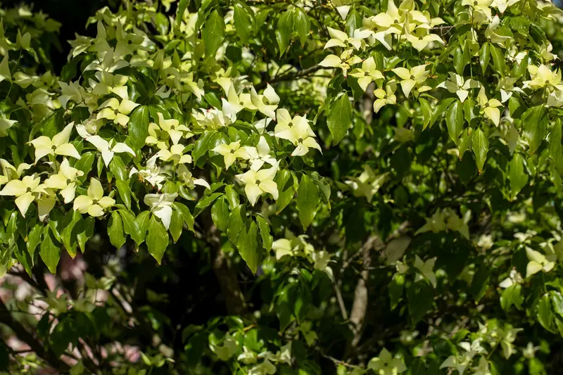 Cornus kousa 'Schmetterling' 100-125   C25 - afbeelding 5