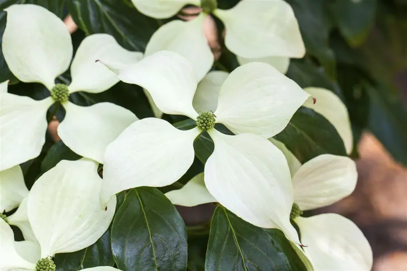 Cornus kousa 'Schmetterling' 125-150   C45 - afbeelding 3