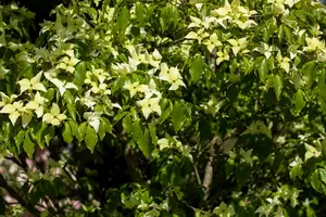 Cornus kousa 'Schmetterling' 125-150   C45 - afbeelding 5