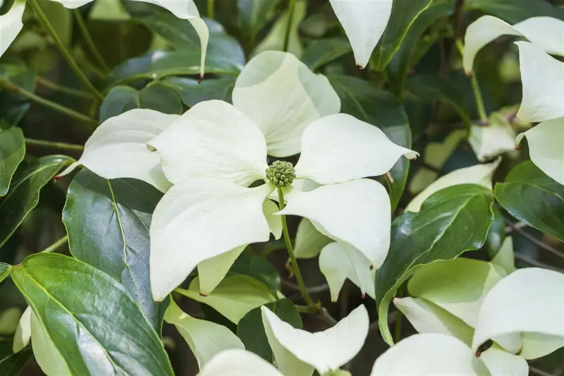 Cornus kousa 'Schmetterling' 175-200   C70 - afbeelding 2