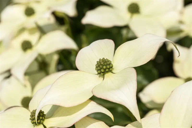 Cornus kousa 'Schmetterling' 80-100   C12 - afbeelding 1