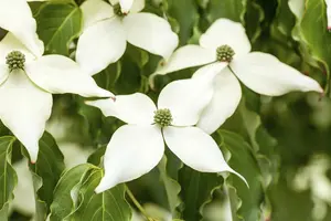 Cornus kousa 'Weisse Fontaine' 125-150 C25