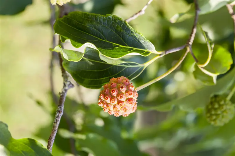 Cornus kousa 'Weisse Fontaine' 125-150 C25 - afbeelding 5