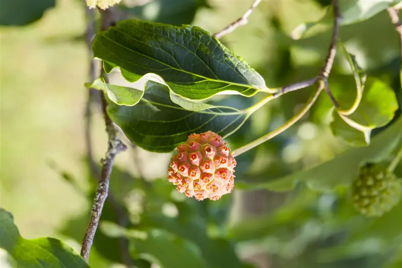 Cornus kousa 'Weisse Fontaine' 175-200 C90 MRST - afbeelding 5