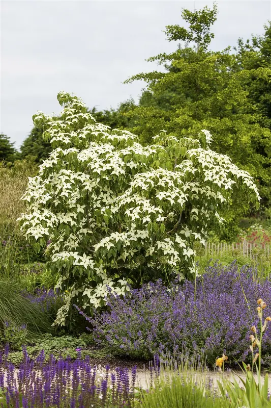 White Fountain - afbeelding 3