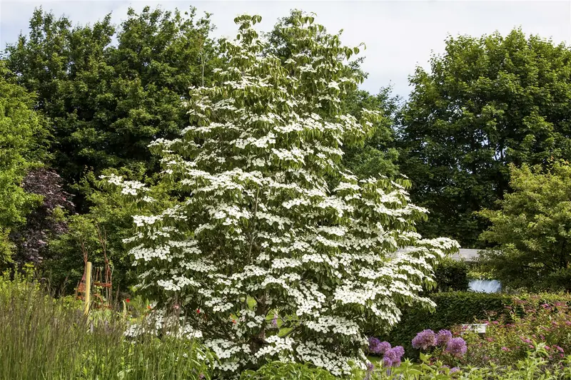 White Fountain - afbeelding 4