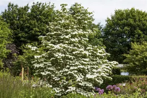 White Fountain - afbeelding 4
