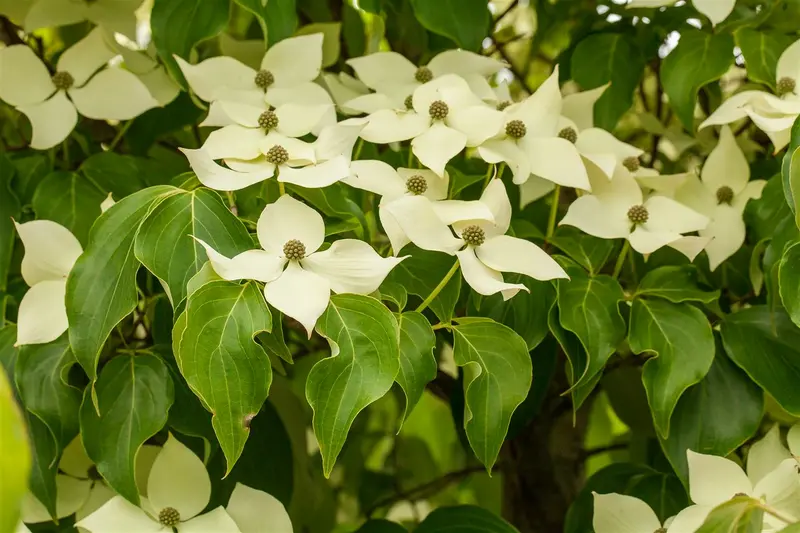 Cornus kousa 'Wieting's Select' 175-200   C70 MRST