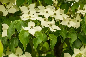Cornus kousa 'Wieting's Select' 175-200 C70 MRST