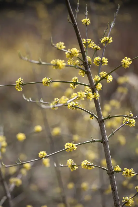 cornus mas 12/14 C - afbeelding 4