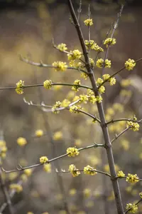 cornus mas 12/14 C - afbeelding 4