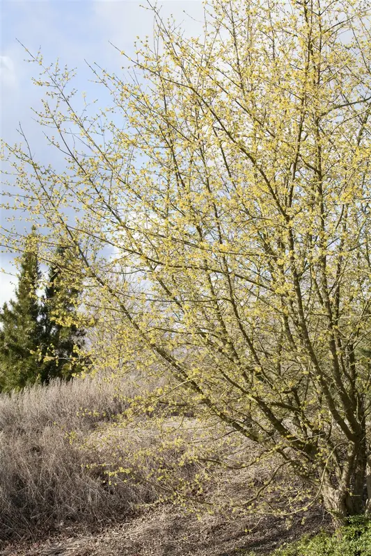 cornus mas 12/14 C - afbeelding 5