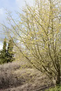 cornus mas 12/14 C - afbeelding 5